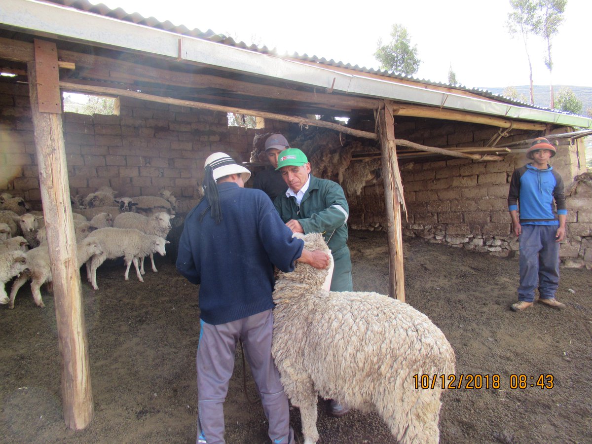 DraApurimac's tweet photo. Mediante la Agencia Agraria Challhuahuacho se atendió con kits veterinarios a un total de 27 mil 734 animales de los distritos de #Mara, #Challhuahuacho y #Haquira, de la provincia de #Cotabambas, #Apurímac, en lo que va del año.
#DRAApurímac #PPR0068 #MINAGRI https://t.co/1t9x7AfQ2e