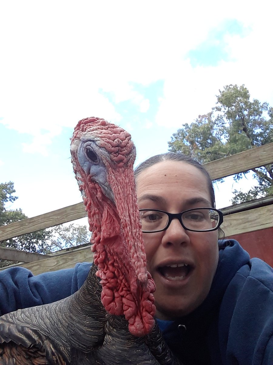 bebesho2000's tweet photo. @ThatKevinSmith @FarmSanctuary We love this idea!!!! #turkeyfriends https://t.co/NTwOgYIjdr