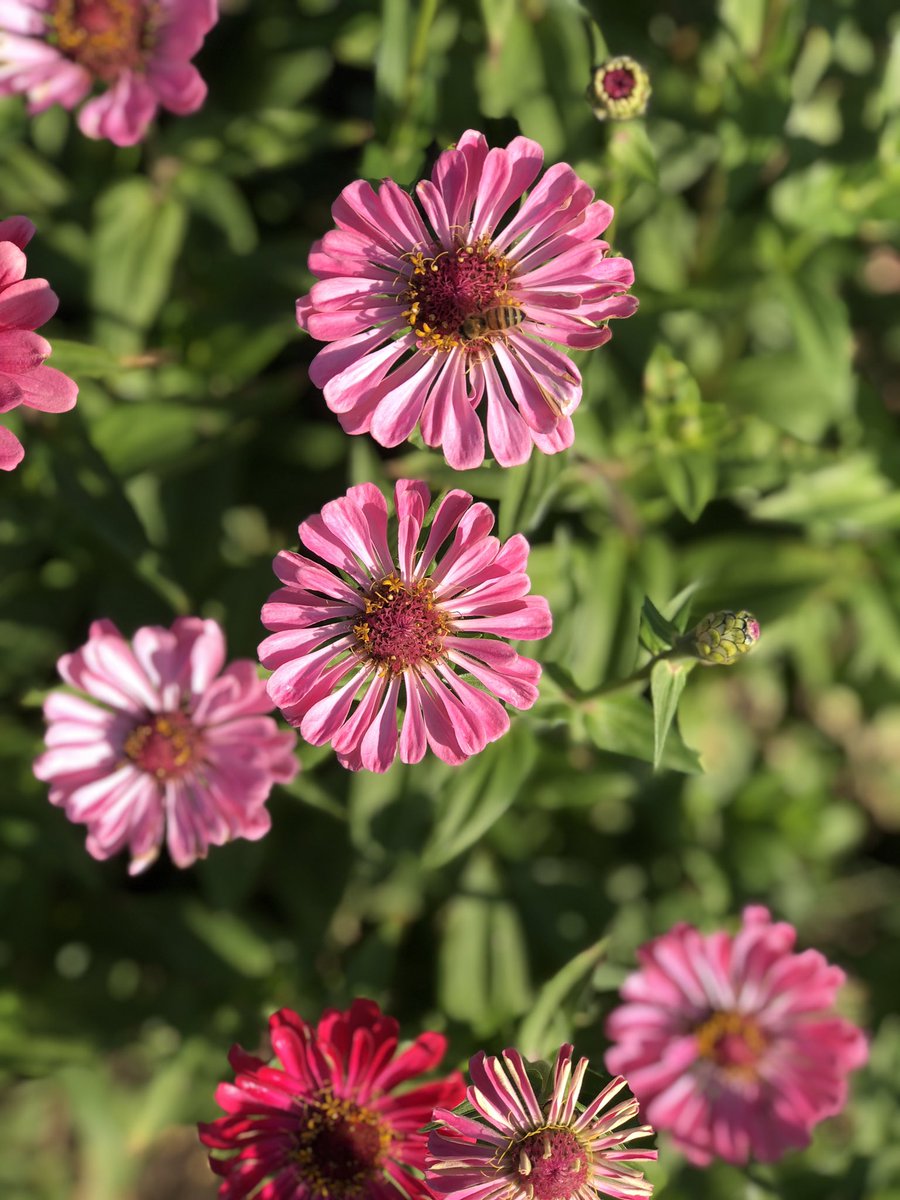 carbonlolly's tweet photo. #flowerfaeries #abound #flowerpower https://t.co/MvWDY9nQQh