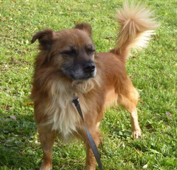 millypod1's tweet photo. PAPO CAUGHT SAFE. THANKS FOR RT's ๐๐
#RisePark #ChaseCross area #Romford #Essex #RM1 https://t.co/8fiStdWMhu โฆ https://t.co/6lVBqr8aOU