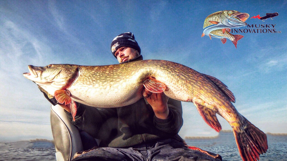 EsoxOnly's tweet photo. And so this happened... Huge Fall 🍁 Beast 🐊 on a Musky Innovations Magnum Bulldawg Glitter UV!! 💥 https://t.co/snblDiQVkf