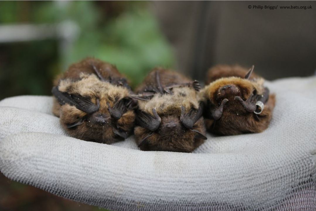 _BCT_'s tweet photo. #DYK #bats sometimes play dead too? These 3 Nathusius' pipistrelles are #doingitright (please note bats are being handled by a licensed bat worker) #lovebats #WednesdayWisdom #wildlife #chiroptera https://t.co/vg5SiBu2Fb