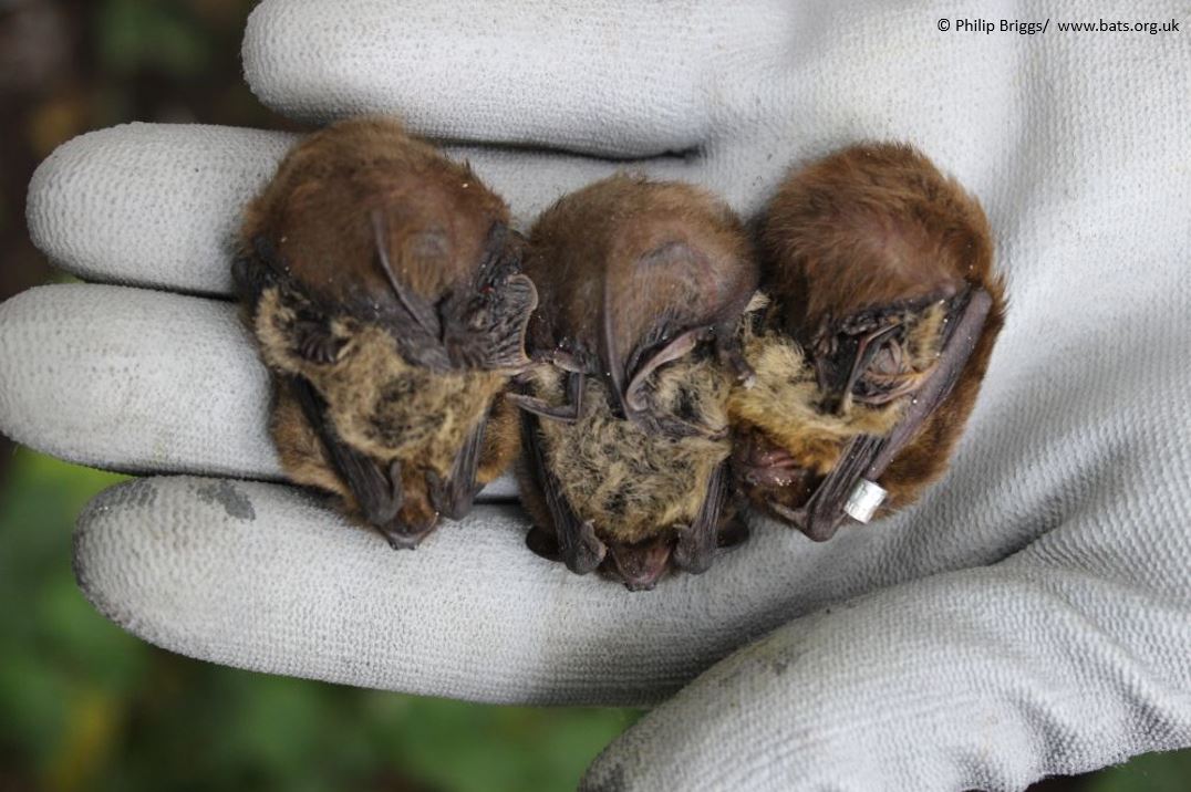 _BCT_'s tweet photo. #DYK #bats sometimes play dead too? These 3 Nathusius' pipistrelles are #doingitright (please note bats are being handled by a licensed bat worker) #lovebats #WednesdayWisdom #wildlife #chiroptera https://t.co/vg5SiBu2Fb