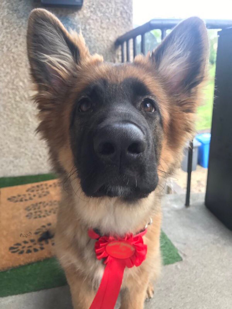 dog_rates's tweet photo. This is Magic. She got second place at the dog show, but she doesn’t need to know that. Told her she’s first place in my heart. 13/10 https://t.co/oBslXj7eLp