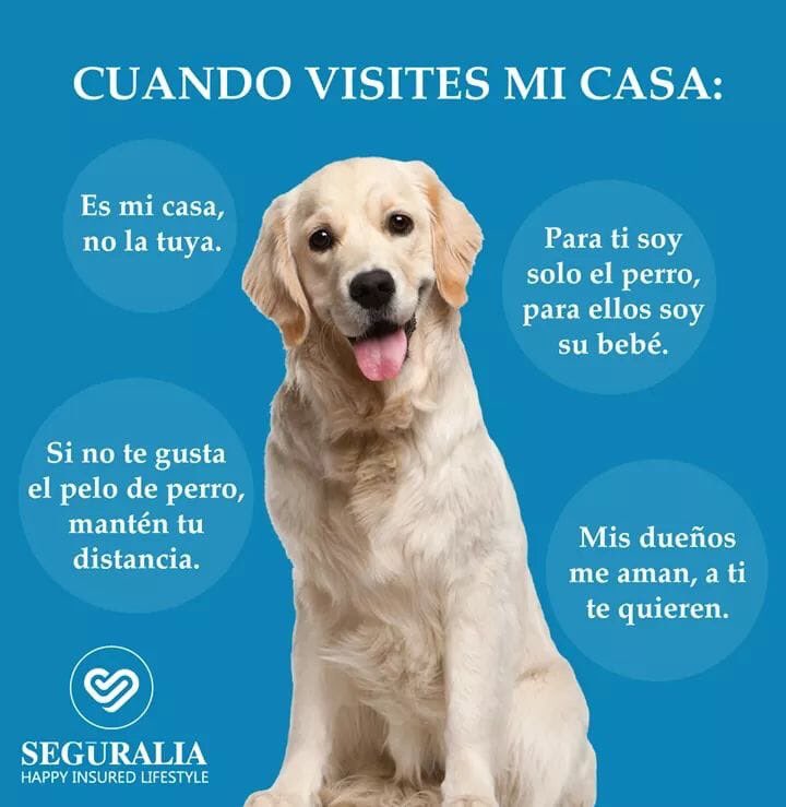 FelicesOrejitas's tweet photo. Buenas tardes 🐶 https://t.co/jb8EbQp1HE
