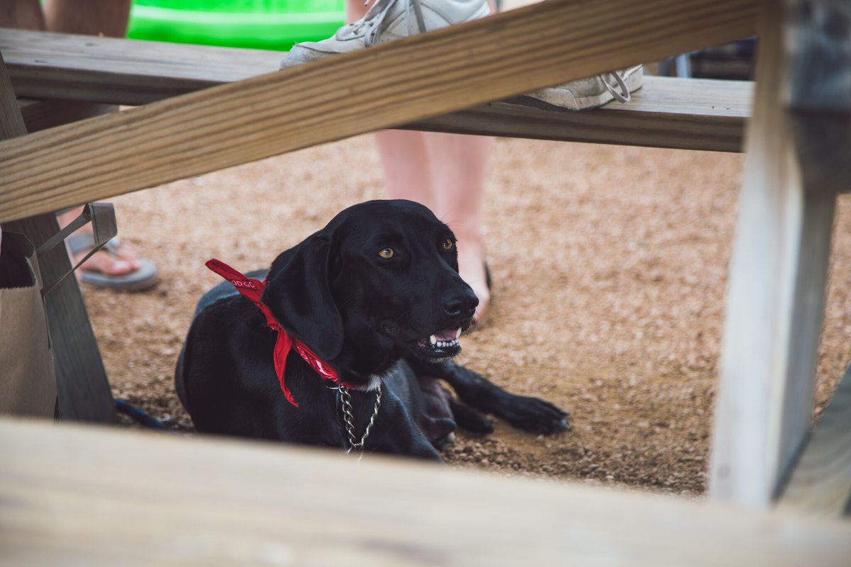 This Sunday, join us for Wags &amp; Waves to celebrate our last day of the season. Details &amp; tix here: bit.ly/2RvIuTE