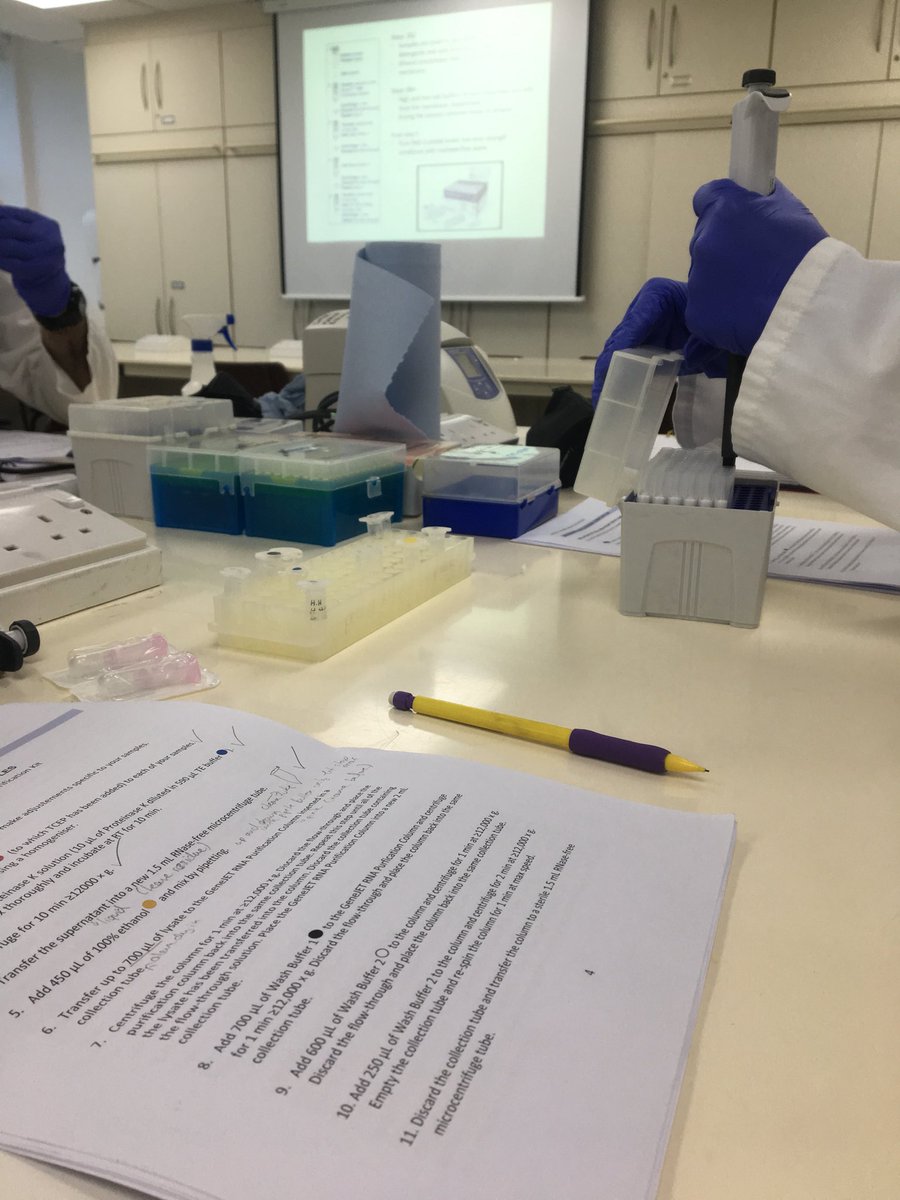 Today we are extracting #RNA from our tissue samples and checking it’s purity and integrity by using a nanodrop and using gel electrophoresis 😄🔬📉 #moleculargenetics #molecularbiology #marinebiology #plymbio