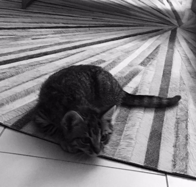 #blackandwhitechallenge Nominated by @SarahKasper3 😄
7/7
📅 7 days 
📸 7 pictures
🚷 no people 
📵 no text