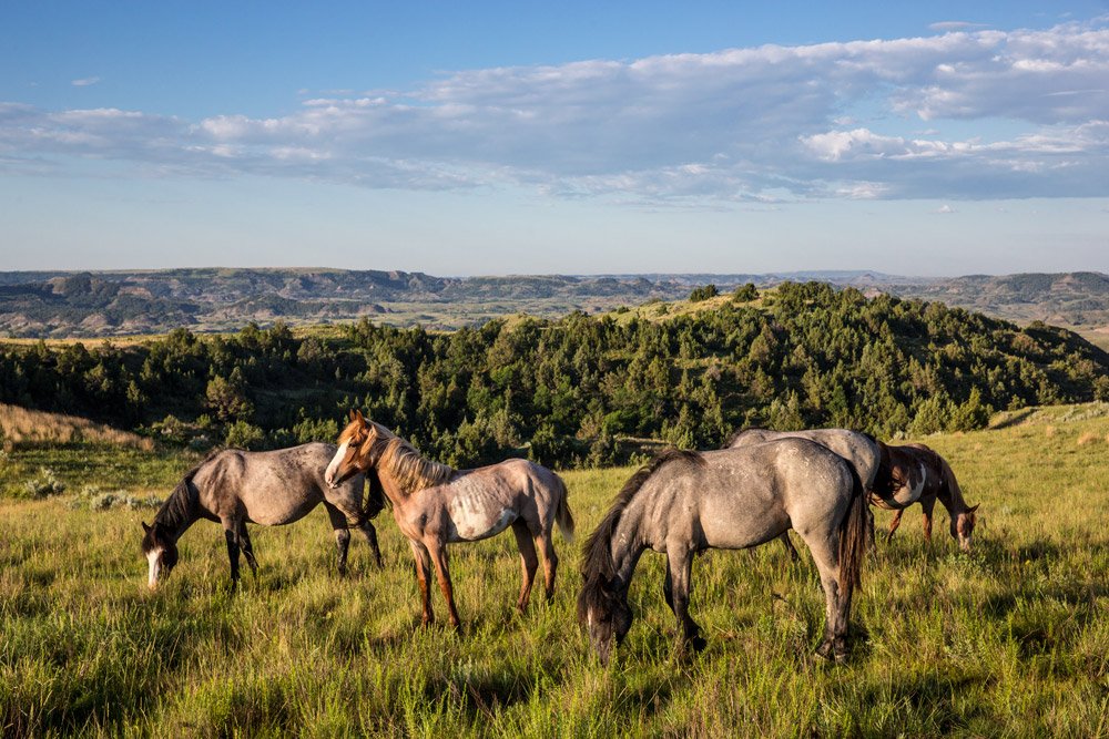 KimSchmidtND's tweet photo. A5: @TRooseveltNPS is known for its great scenery, unique wildlife, relaxing auto tours and quiet areas to hike or have a picnic. #MWTravel https://t.co/psqyF19ejp