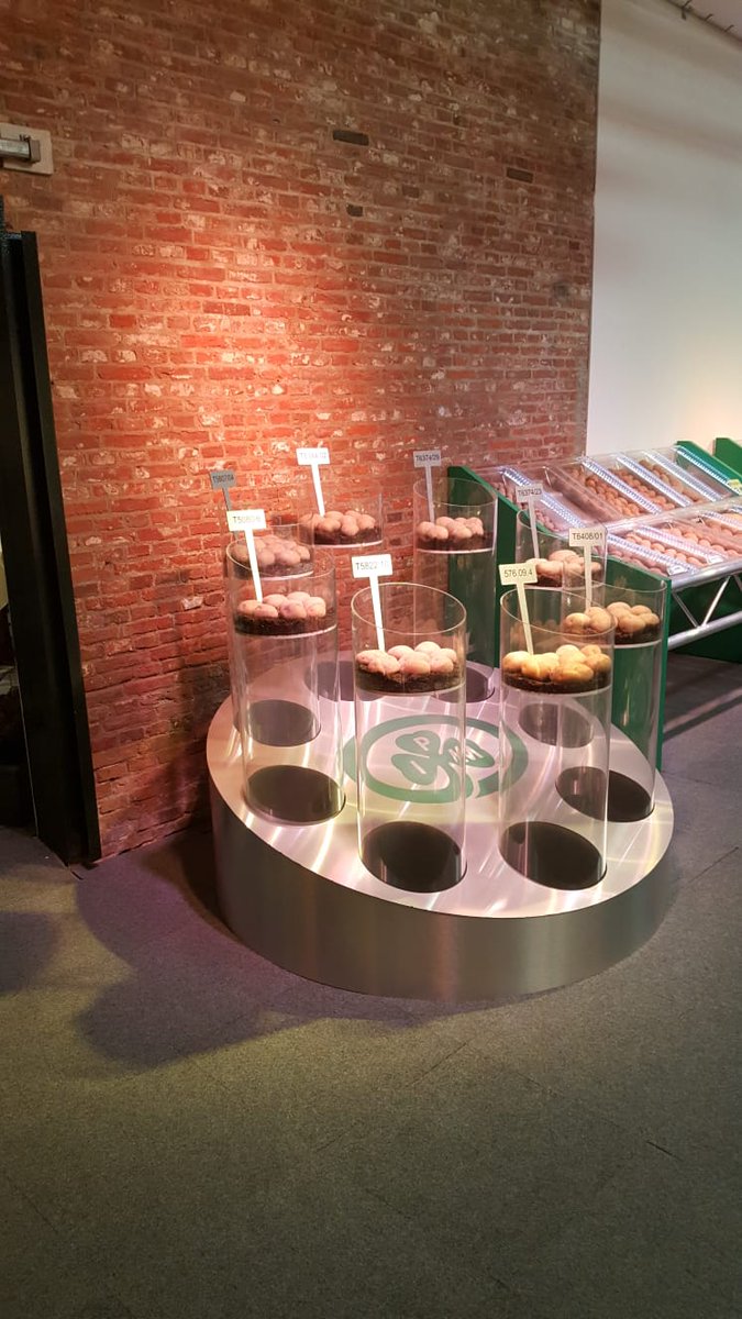 IPMPotatoGroup's tweet photo. All ready for our visitors, looking forward to seeing you at our #potato #variety open days in #Leeuwarden tomorrow and Friday https://t.co/KZ02f1hIdK