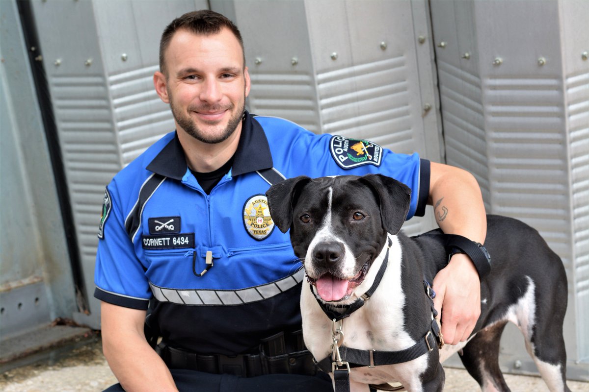 Austin_Police's tweet image. Every week, our APD Officers meet with a dog who needs a good home. This week's #APDRescueMe features Ofc. Cornett and "Putter," a 1-yr-old Boxer-Mix. She is very social and is treat motivated. Visit her today! ID A776811 at Austin Animal Center off Levander Loop! #AdoptDontShop