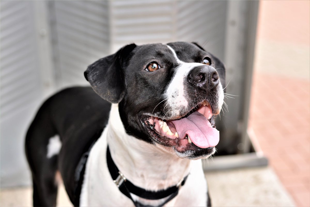 Austin_Police's tweet image. Every week, our APD Officers meet with a dog who needs a good home. This week's #APDRescueMe features Ofc. Cornett and "Putter," a 1-yr-old Boxer-Mix. She is very social and is treat motivated. Visit her today! ID A776811 at Austin Animal Center off Levander Loop! #AdoptDontShop