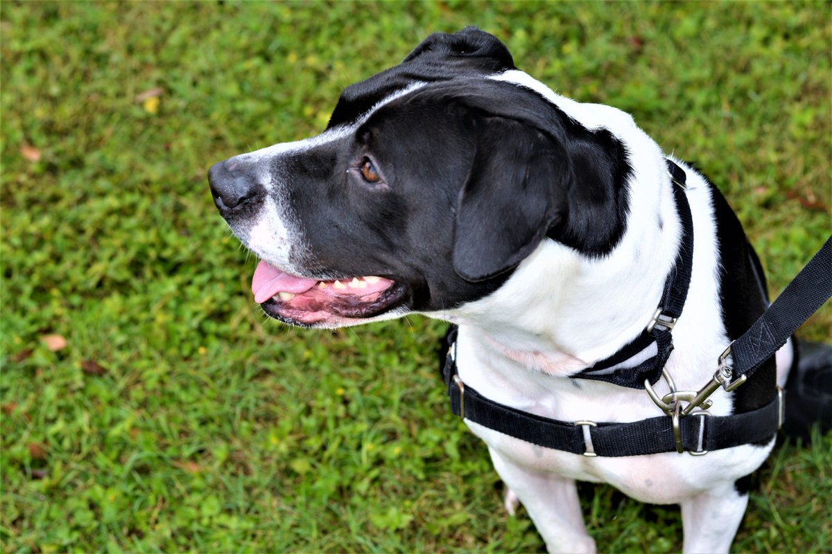 Austin_Police's tweet image. Every week, our APD Officers meet with a dog who needs a good home. This week's #APDRescueMe features Ofc. Cornett and "Putter," a 1-yr-old Boxer-Mix. She is very social and is treat motivated. Visit her today! ID A776811 at Austin Animal Center off Levander Loop! #AdoptDontShop