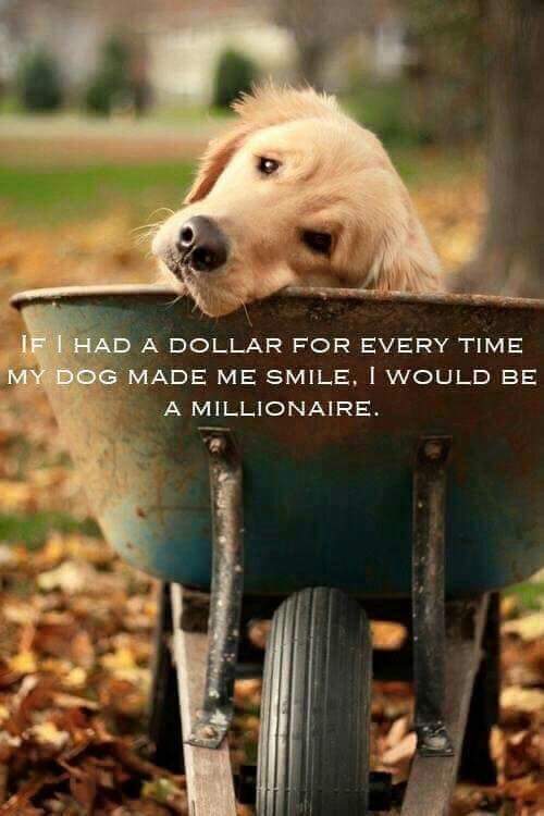 GoldensofHouTX's tweet photo. 🐶🐶🐶 https://t.co/DpExgmbBb8