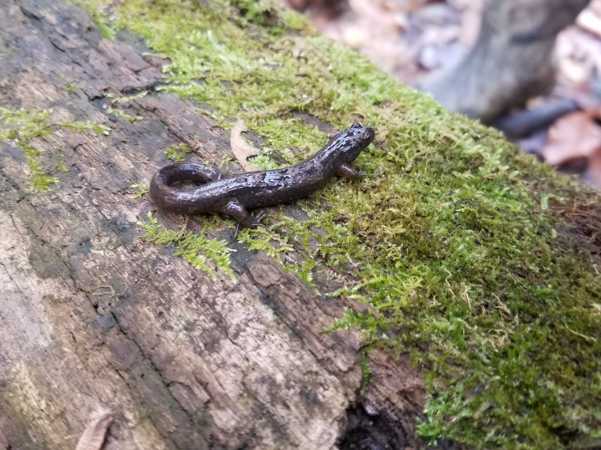 mike_drez's tweet photo. Having a great time at the eDNA workshop! We came up with a class field project on Northern Dusky Salamanders, even flipped a few during VES! #INHSPaceLab #INHSResearch #NGRREC @Pudge_12 https://t.co/45YEXOnTxh
