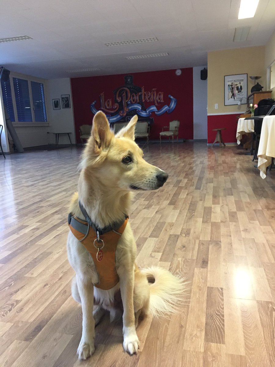 oliverandlin's tweet photo. Vamos! Ready to Tango! #spockthedog #tango https://t.co/FmJIRxmhne