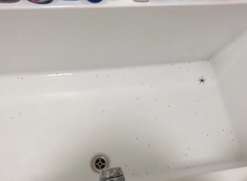 space_tree's tweet image. הרגע הזה שעכבישה ממליטה/משריצה/מטילה/אנערף איך קוראים לזה מיליון עכבישונים קטנים באמבטיה שלך ואתה נאלץ לעבור דירה