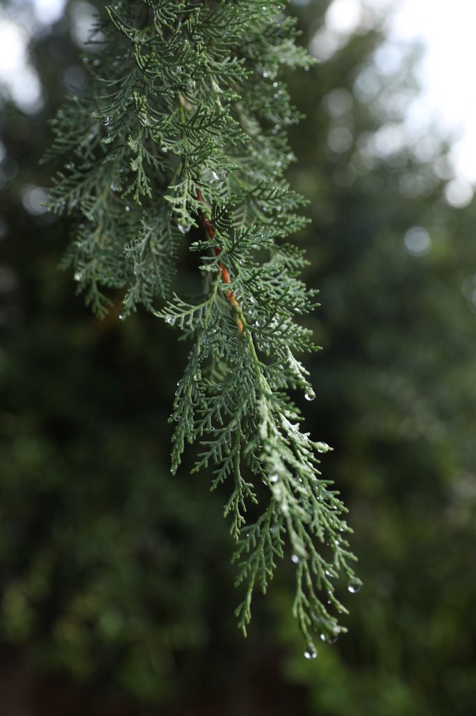 _1o1v's tweet image. تفاصيل الاشجار بعد المطر ! #حياهـ ♥️