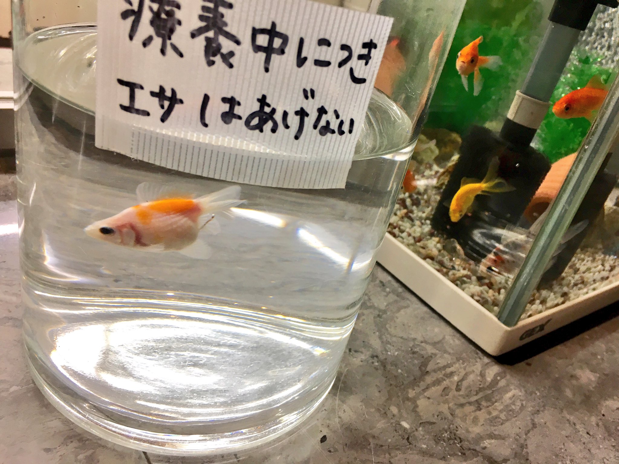 تويتر 新宿調理師専門学校 公式 على تويتر おはようございます 食べ過ぎにつき入院中 食欲の秋です どなた様もお気を付けて 新調のアイドルは受付にいます 近付くと寄って来ます 金魚さん T Co Okmglrmkja