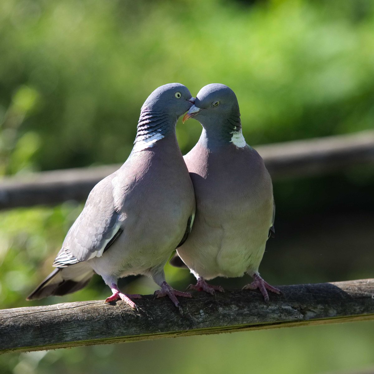 pigeons love wallpaper