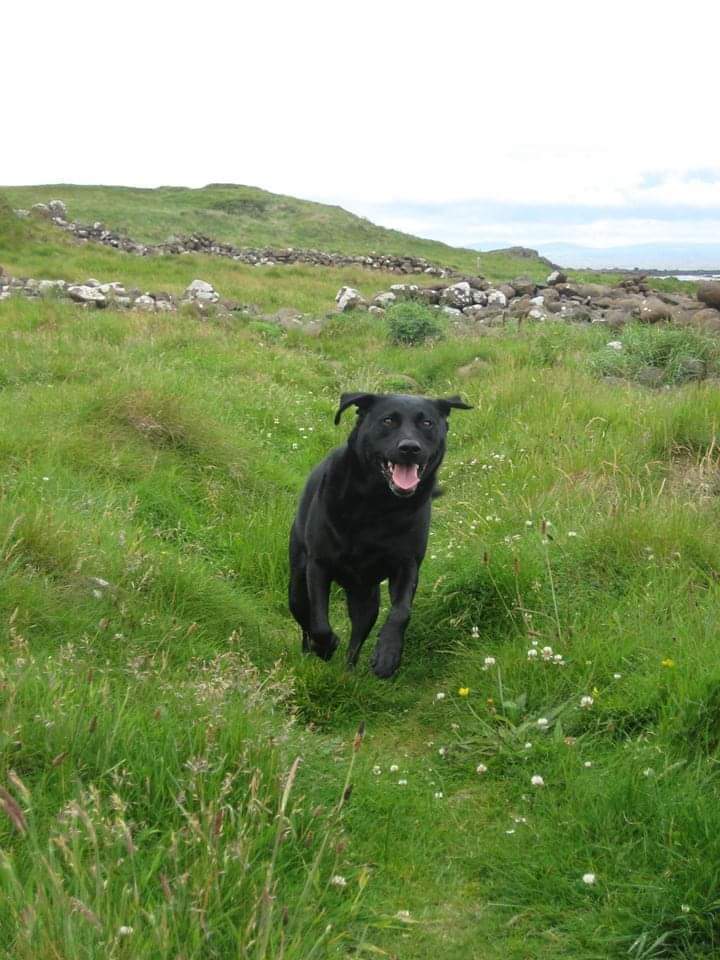 LaraLandyLover's tweet photo. OTD 4 years ago this magnificent fellow TheOriginalAdventureLab™ was heartbreakingly tragically killed and taken from our lives in a freak accident. Missed every day since, until we meet again #RunfreeOTRB https://t.co/QMldVg6ZaZ