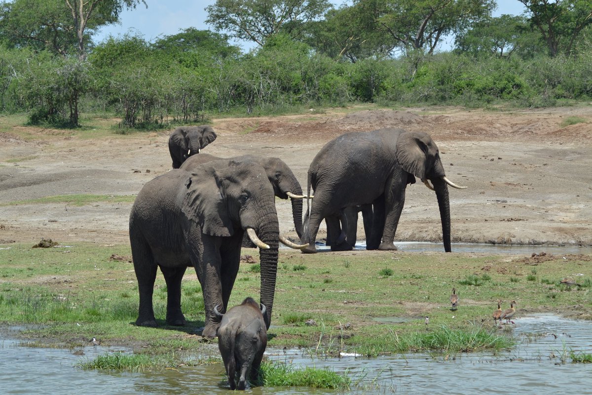 provianok's tweet photo. Can't explain how amazing this country is...you must see it yourself...the green, wildlife, waterbodies, friendly people
..Jesus, Uganda is a little heaven...see for yourself Queen Elizabeth N.P #letsgo2018 @AfricanTravelM @Ugandawildlife https://t.co/aa4jLyxyVG