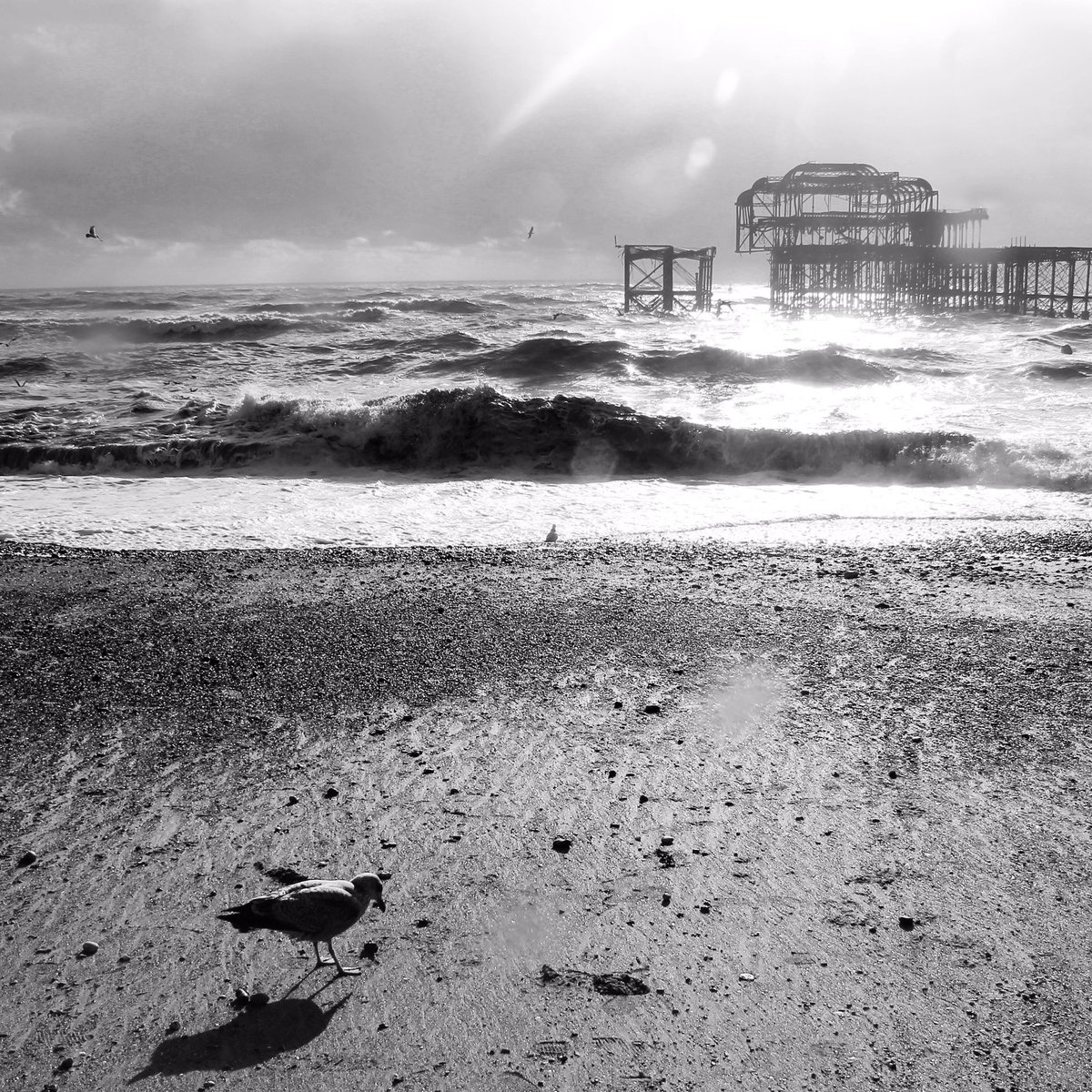 Well this weather certainly doesn’t suit many people or animals! 😳🌊
#Brighton #WestPier #Brightonian #Seagull #BrightonAndHove #BrightonGram #ThisIsBrighton #BrightonRocks #EastSussex #Sussex #BrightonEveryDay