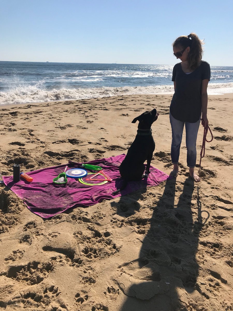 AerobieOfficial's tweet photo. Family Aerobie time at the beach!☀
#Aerobie #AerobieDisc #Superdisc #AerobieOrbitor #AerobiePro #CoopSports #SwimWays https://t.co/lqtxYveDpF