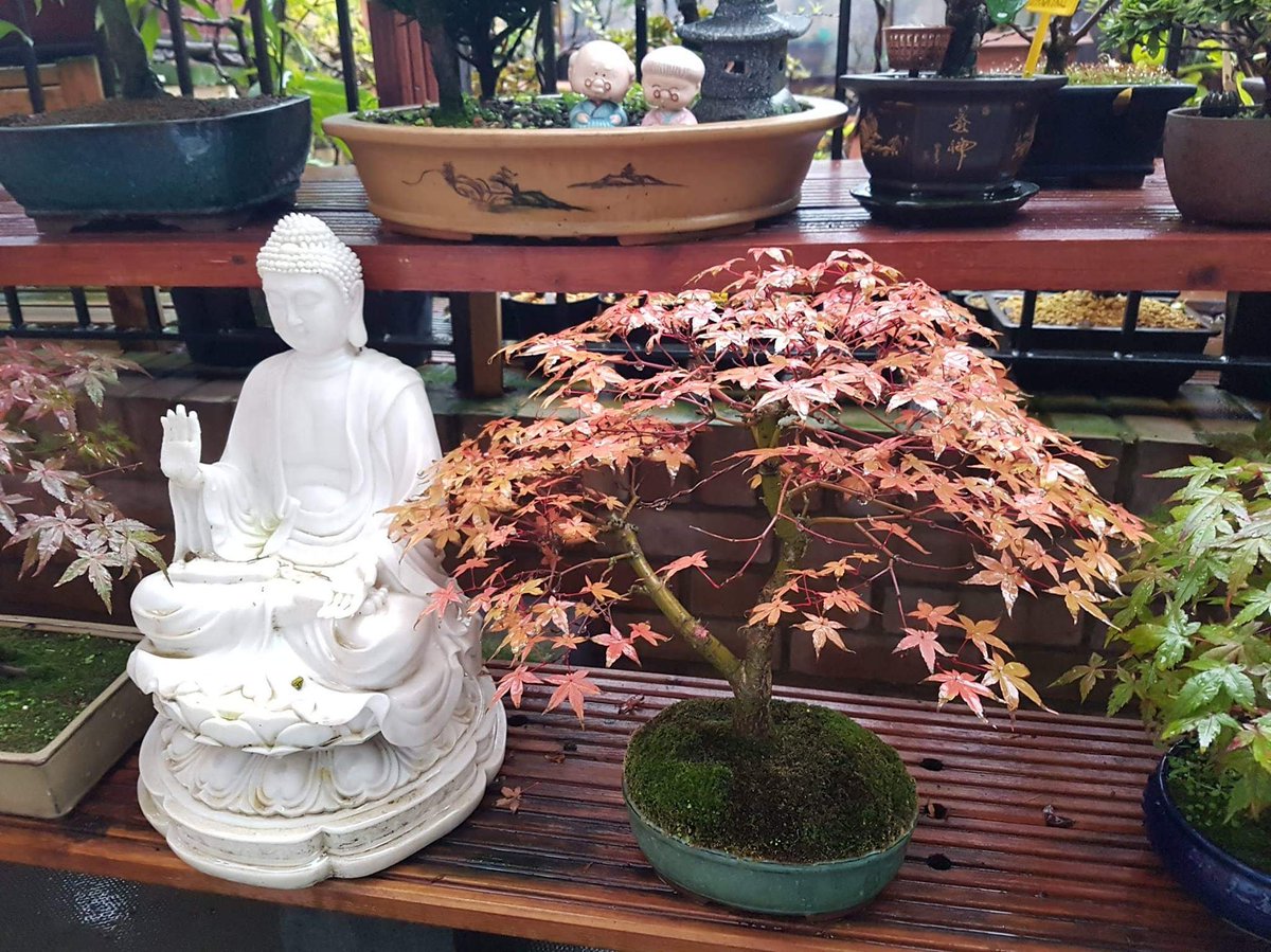 Shek_Bonsai's tweet photo. beautiful color
#Acer #palmatum '#Deshojo'
#日本楓樹 https://t.co/ZhJUANeV4b