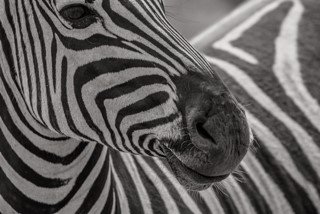 stichting DON tweet media