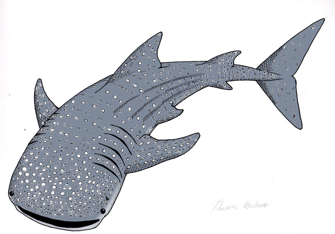 whale shark drawing easy - Riva Hyatt