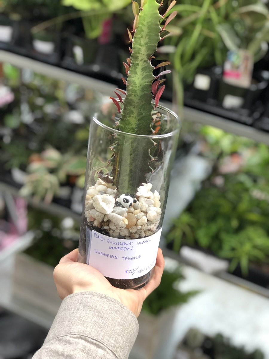 PLHClub's tweet image. How to make these beauties —&amp;gt; 
peaceloveandhappiness.club

#shoplocal #shopfremont #supportlocal #plantshop #seattle #shopseattle