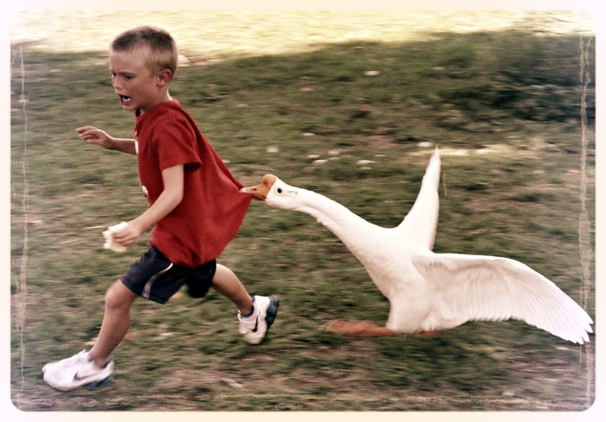 SimiMegatron's tweet image. Probably interrupted my friend from staring into this dark abyss called life. #honk