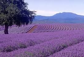 _Lavenderworld's tweet photo. 😍 😍 😍 https://t.co/9ugAFClRqs