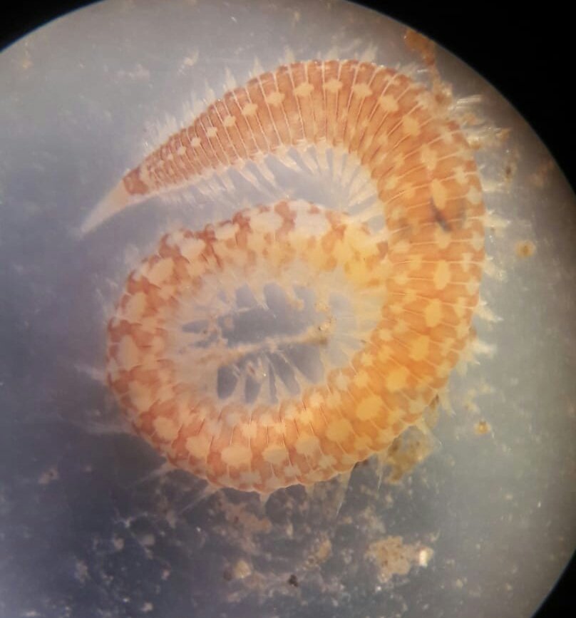 Glycera tesselata, a cool polychaete from sediments under posidonia! In my opinion it is disguised as a court jester 😆 
#WormWednesday #polychaete #polychaeta #glyceridae #benthos #marineinvertebrates #benthicmacrofauna