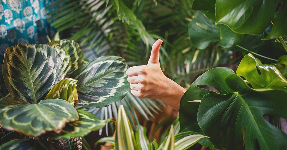 An overly intense #cannabis experience isn’t fun. By following the below guidelines you can discover the optimal dose for cannabis products – ensuring a positive experience rather than an unpleasant one.
modernleaf.ca/dosageguide/
<a href="/modernleafca/">ModernLeaf</a>