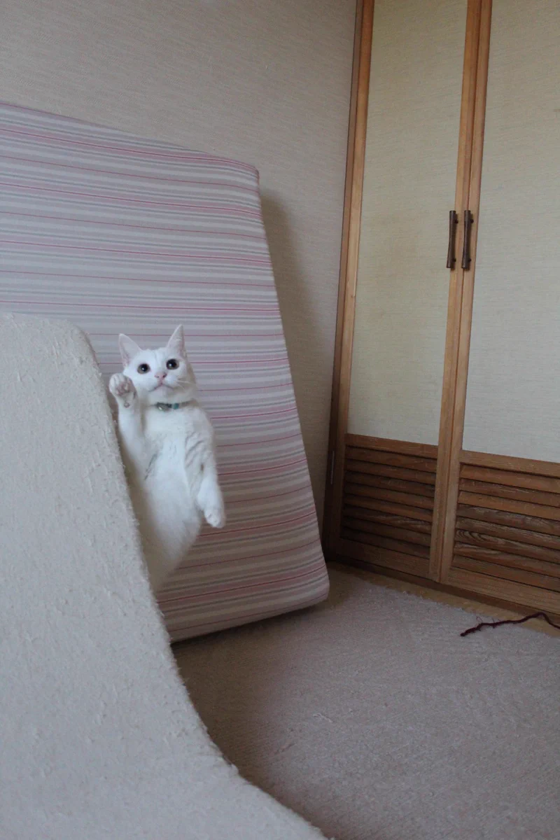 これ身体どーなってんの？www見えない部分がすごく気になるwww