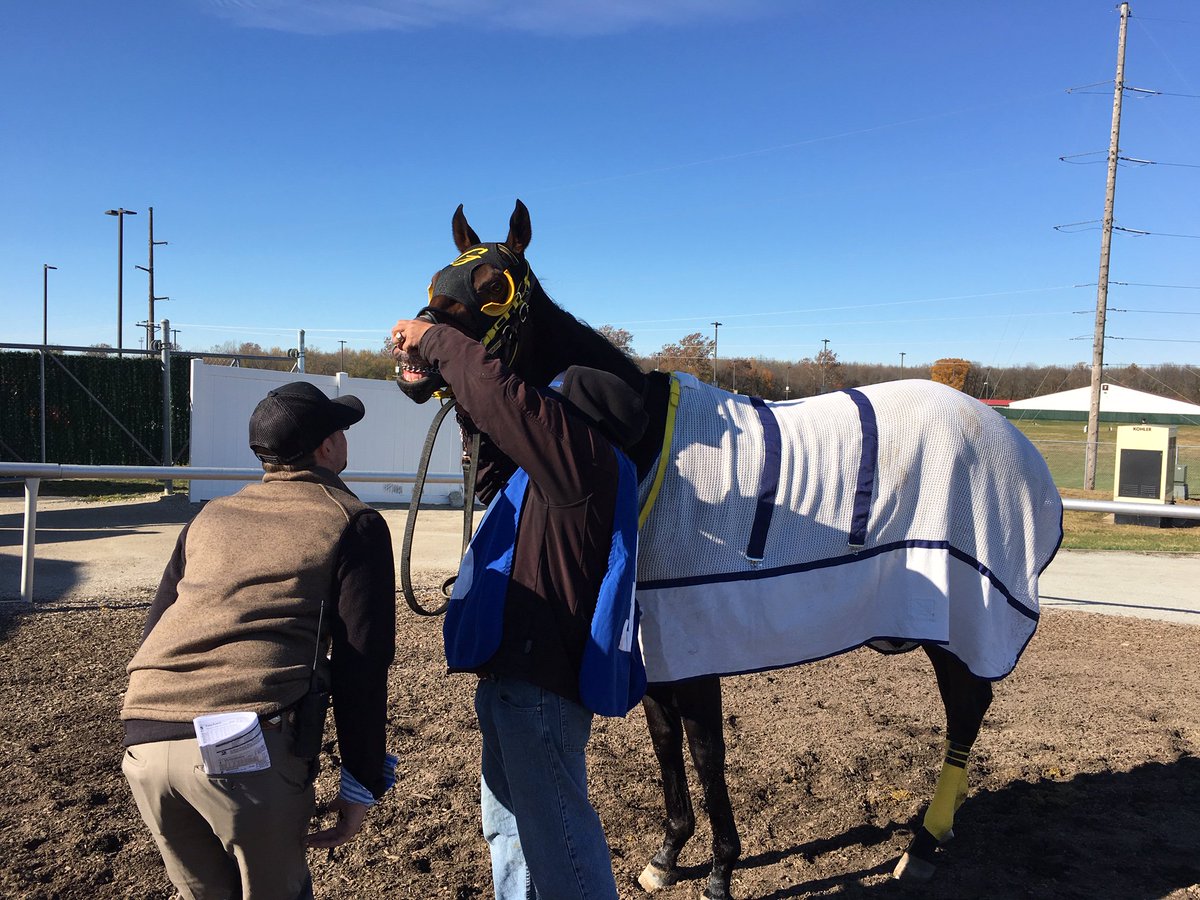 GrandGestureStb's tweet photo. Thanks Bold Concept for a great season @IGRaceCourse It's been a great year and a lot of fun - best of luck in your new home with @MAJohnsonRacing @billdownes1 @NancyUryHolthus @RacingRachelM @IGTammy https://t.co/l4LK0kem4G