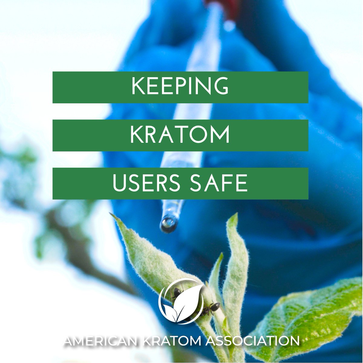 TheKratomAssn's tweet image. DO YOU AGREE? The FDA's persistent effort to schedule Kratom could be turned to fight against adulterated Kratom and better keep consumers safe. #KeepKratomLegal #FollowTheScience