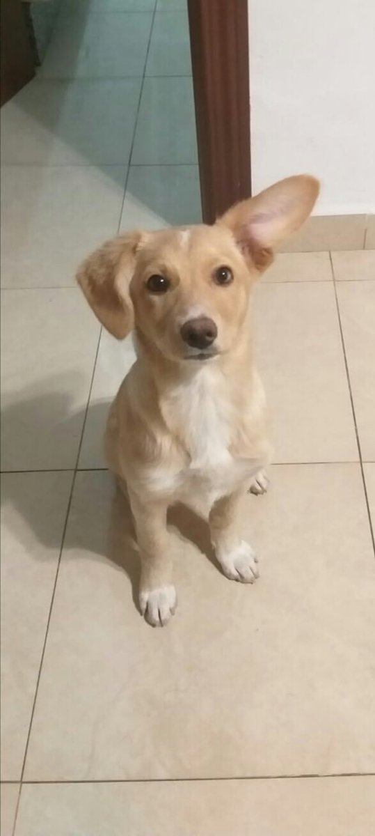 amigosdebingo's tweet photo. Soy WIFI,me dejaron atada a un árbol de un parque y nunca volvieron. Estas chicas me ayudaron y dicen q me van a encontrar una familia d verdad.Tengo 3 meses,d mayor róndare los 15 kilos y soy una orejotas bella.Estoy en Sevilla pero x ti viajo.escribe losamigosdebingo@gmail.com https://t.co/OS7F6CmRYe
