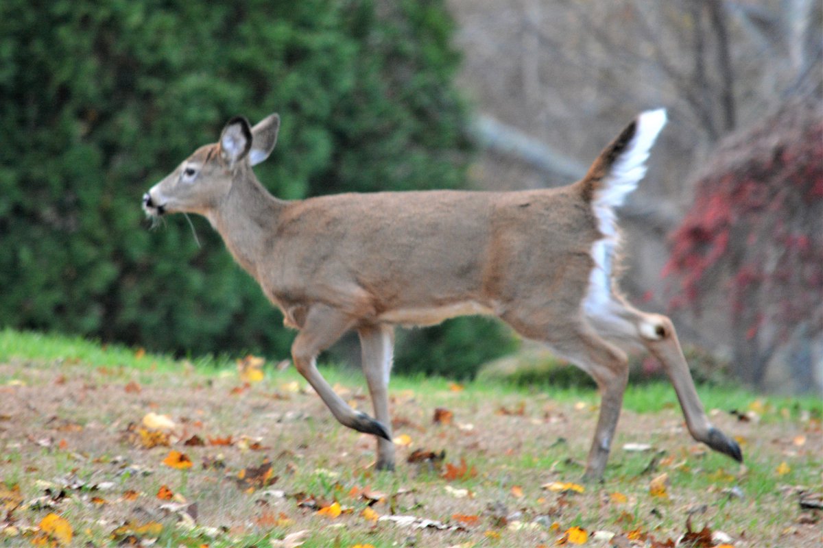 Nina Tomlinson (@Spctrm72) | Twitter