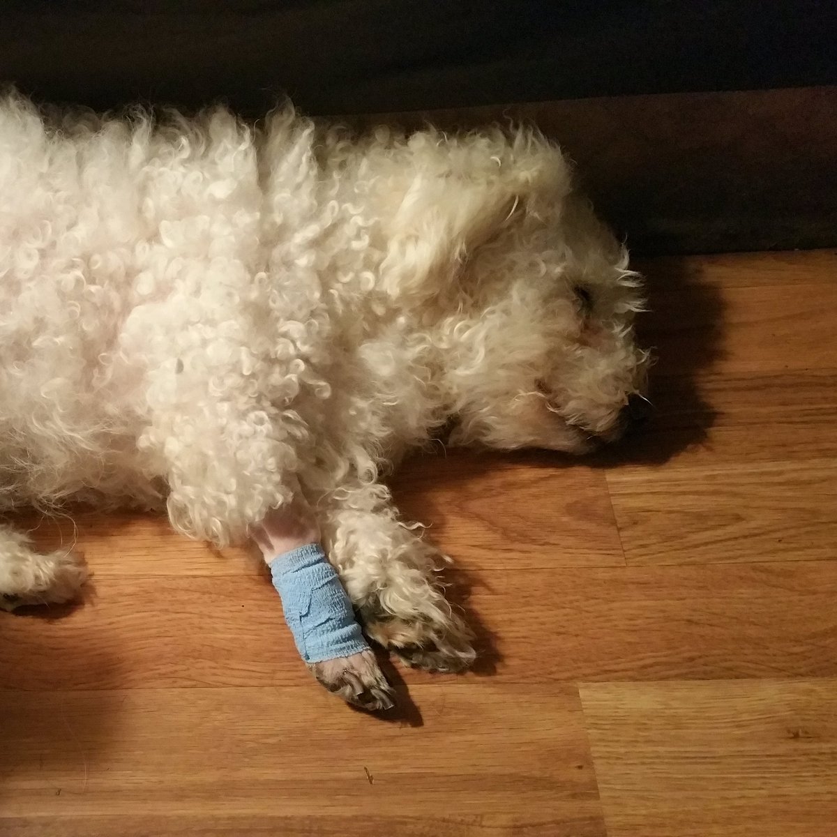 zstephaniestar's tweet image. Dog day #ModPoLive @ModPoPenn. Post op day 0, this little dog.