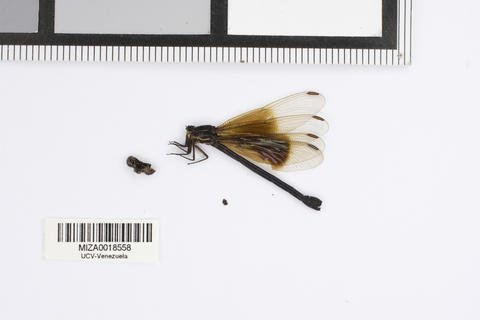 MIZAUCV's tweet photo. #Holotipos #Holotypes @mizaucv https://t.co/2obkkdSYWo