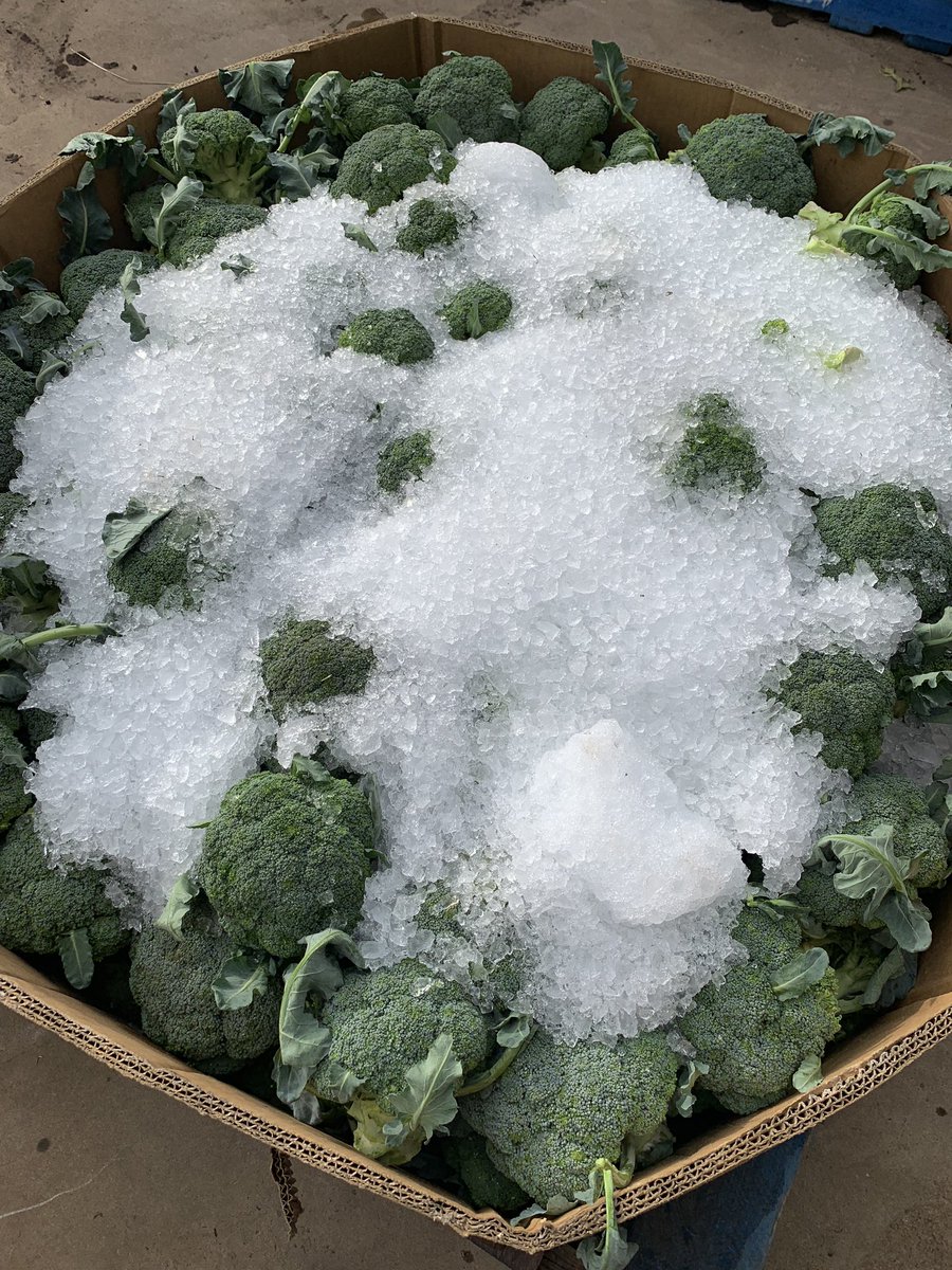 Local broccoli direct from the grower $2.50/Kg #canberra #chokubaijo #cbr