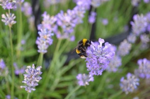 LGSpace's tweet image. From planting nectar-rich plants to leaving a wild area to cutting the grass less... here are some easy tips for creating an insect-friendly garden: bit.ly/2FYQUhp 
#wildlife #nature