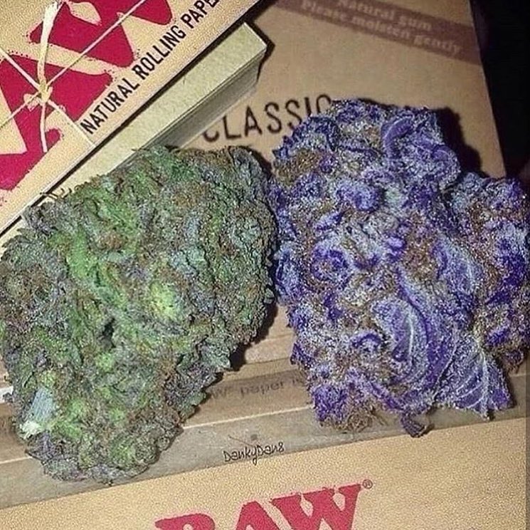 willaim_mark's tweet image. WhatsApp +1(347)8154765
Wickr&amp;gt;&amp;gt;&amp;gt;&amp;gt;:dxlucystunner @KamMichaud @cannabis @cannabiscommunity @high @highlife @highsociety @sativa
@stoned @stoner @mmj @marijuana #maryjane
@weedporn @thc @kush @cannabisculture @smoke @hemp @420 @indica
@ellocannabis