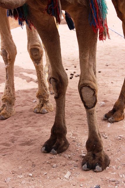 RealErinCress's tweet photo. Knees Like a Camel https://t.co/YJKpai0WKv https://t.co/7fitP26hrE