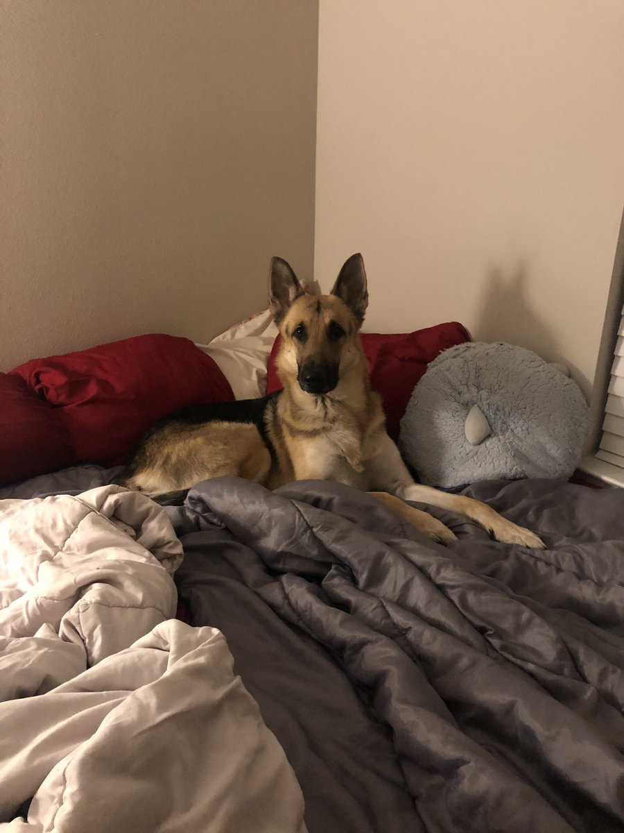 anunquietmindx's tweet photo. Someone is all ready for bed.
🖤🐶💤

#GermanShepherd 
#Shiloh 
#bedtime https://t.co/HAAxyqAslI