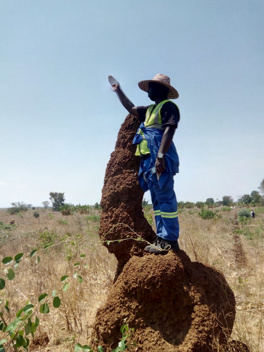 gba_malawi's tweet photo. The Land Administration Manager,Blessings Mpanga at work demarcating one hectare land for smallholder farmers in Salima.A hectare cost K20000 per one farming season https://t.co/r0LYM6ZK1E