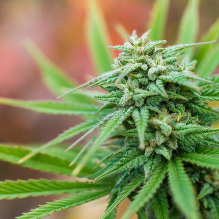 ConspiracySeeds's tweet photo. 🌱Conspiracy Seeds🌱
Officially The World's Lowest Priced Cannabis Seedbank 
&amp; CBD Oils Store  
Grab A Surprise Discount With Code LOVEISKEY At Checkout 
https://t.co/tFJiJ5Eify https://t.co/nu9A6lGyYx